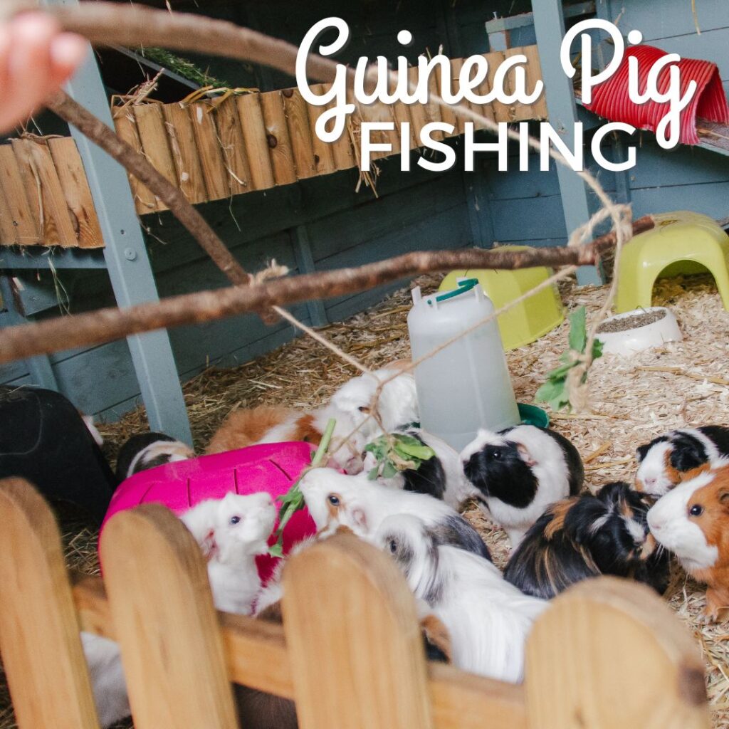Guinea Pig Fishing