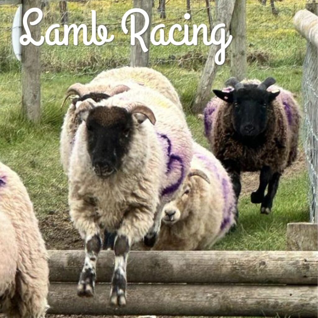 Lamb Racing