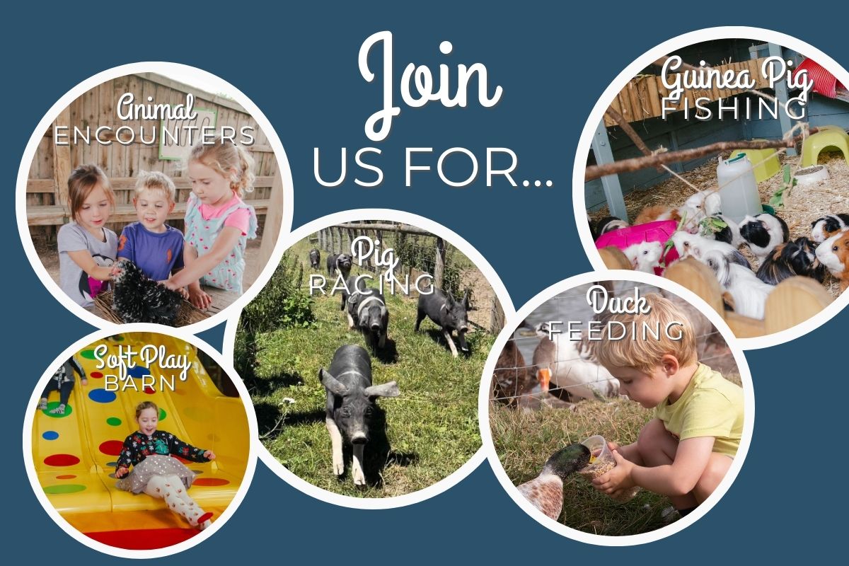 Join us for our daily animal activities