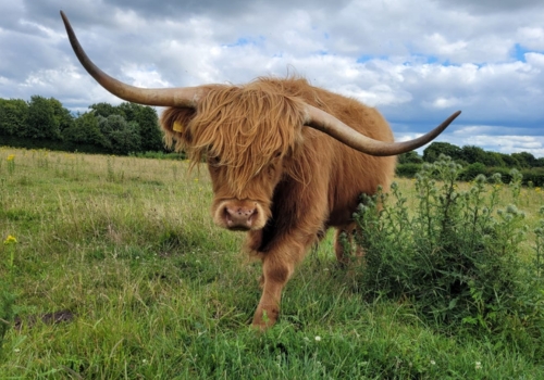 Cholderton Rare Breeds Farm in Salisbury