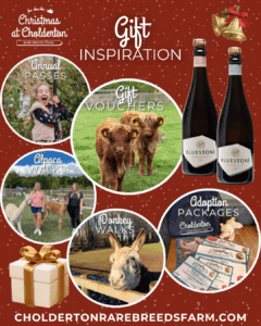 Cholderton Rare Breeds Farm Perfect Christmas Presents for kids and adults in Wiltshire
